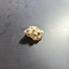 クリーム色 螺旋形 貝殻のサムネイル