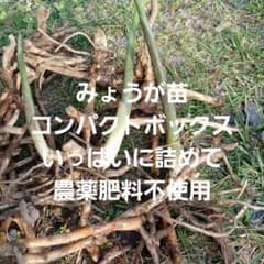 みょうが苗　コンパクトボックスいっぱいに詰めて　かなりお得！　農薬肥料不使用のサムネイル