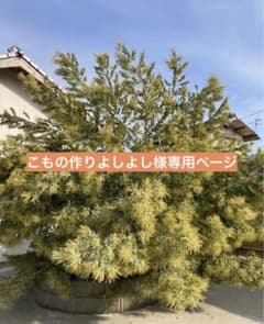 希少！フレッシュ！パールアカシア（おまけもあり）のサムネイル