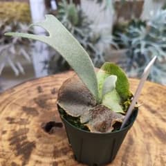P.willinckii '月光爪哇' OC 子株② - メルカリ