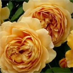 薔薇　挿し木苗のサムネイル