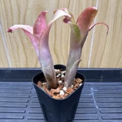 #16 Billbergia 'Tequila Sunset' 2株+子株のサムネイル