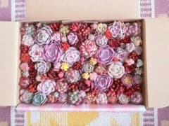♡早春出品 ⑥多肉植物 (激チビ,チビ苗) 人気の韓国苗入りエケベリア カット苗のサムネイル