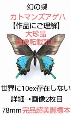 【大珍品】カトマンズアゲハ標本78mm 大珍品作品・超有名標本・世界に数頭 大珍品】カトマンズアゲハ標本78mm 大珍品作品・超有名標本・世界に数