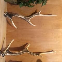鹿の角のサムネイル