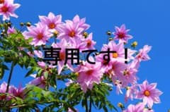 ズッカワンピース チュニック美品のサムネイル