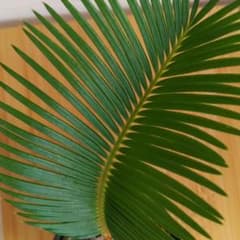 ソテツ　蘇鉄 [奄美大島産]のサムネイル