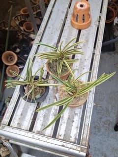 富貴蘭 覆輪3点斑セット - メルカリ