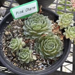 sempervivum Pink Charm ランナー4cm苗のサムネイル