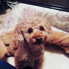 データ依頼分のサムネイル