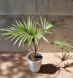 ベニオウギヤシ ラタニア レッド 10号 110cm - メルカリ