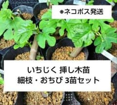 いちじく挿し木苗 3苗おまとめ ネコポス - メルカリ