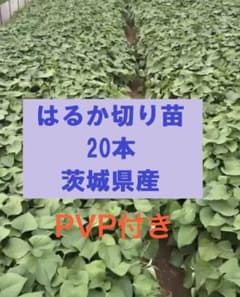 紅はるか 切り苗 20本 茨城県産 PVP付きのサムネイル