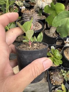 タリナム パニクラーツム 塊根植物 コーデックス 実生苗 2.5号 - メルカリ