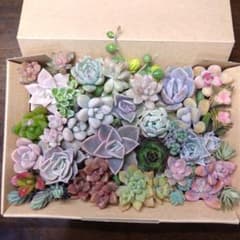 多肉植物カット苗詰め合わせのサムネイル