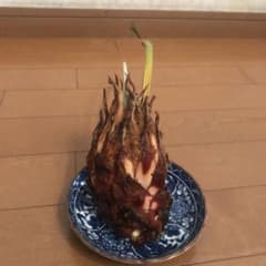 ソテツ 塊根植物 根茎中苗 - メルカリ