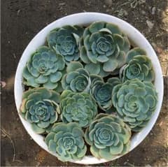 モリモリぎゅうぎゅう七福神中→♡1200円♡のサムネイル