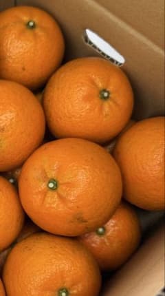 大きめタンカン（傷あり）のサムネイル
