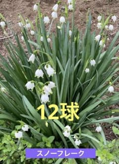スノーフレーク／鈴蘭水仙／球根／匿名配送のサムネイル