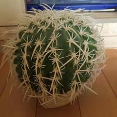 サボテンの置物のサムネイル
