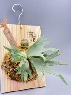 激大サイズ ビカクシダP.willinckii OMG spore - メルカリ