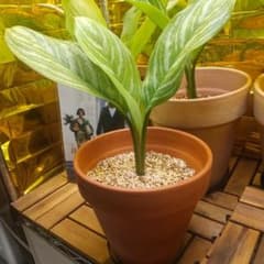 ヤサパン【鉢ごと週末土曜日曜発送のみ】アグラオネマ　カーティシーC株 アグラオネマ カーティシー 鉢付き - メルカリ