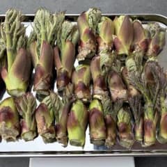 【初物‼︎棘ありタラの芽】　200gのサムネイル