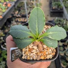 ユーフォルビア プリムリフォリア 実生苗 塊根植物 コーデックス