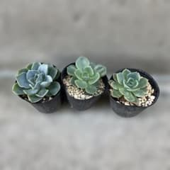多肉植物✩.*˚七福神 抜き苗 七福神 多肉植物 抜き苗 3苗 - メルカリ