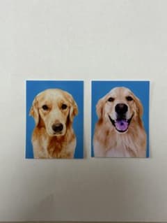 赤の他人のゴールデンレトリバーの証明写真 カプセルトイ　2枚セットのサムネイル
