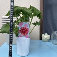 ②ラナンキュラス❁⃘*.゜カルキノス - メルカリ