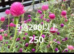 千日紅　種　5色セット　250粒以上のサムネイル