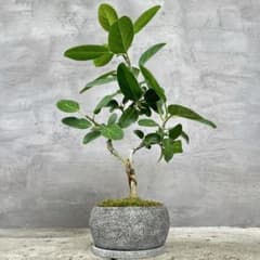 フィカス ベンガレンシス 天然苔 盆栽仕立て 陶器鉢 植え込み