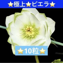 ❤️229❤️⭐️クリスマスローズ⭐️自然交配種子⭐️ - メルカリ