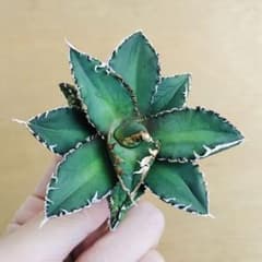 3 ウェアウルフ錦 TC株 アガベ チタノタ 錦未発現 - メルカリ