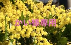 【かい様専用】ミモザのサムネイル