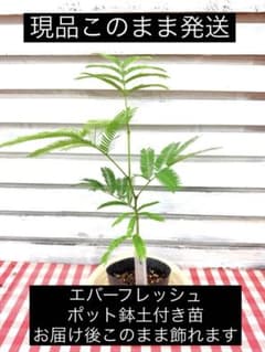 エバーフレッシュ①ポット鉢土付き苗 お届け後このまま飾れます 観葉