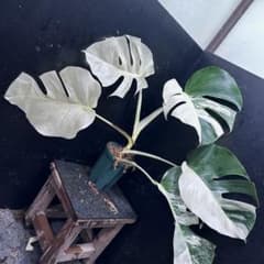 モンステラ斑入りハーフムーンホワイトタイガー極美斑入り 58cm - メルカリ