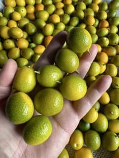 放ったらかし栽培の金柑850g+ ネコポス②のサムネイル