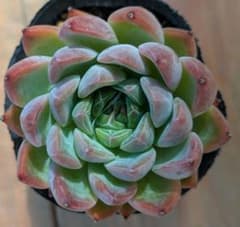 コロシアム×コルテス　多肉植物のサムネイル