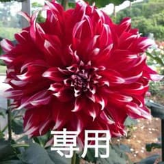 専用のサムネイル