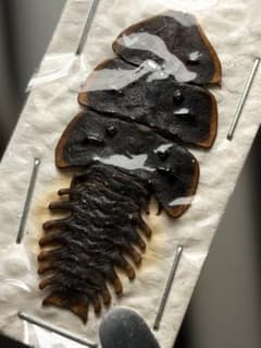 ベニボタルの一種 昆虫標本　ホタル標本　蛍タランチュラムカデセンチピードサソリ サンヨウベニボタルの昆虫標本ホタル標本 蛍タランチュラムカデ