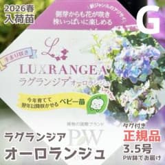 【正規品タグ付き】PW ラグランジア オーロランジュ 3.5号苗【G】のサムネイル