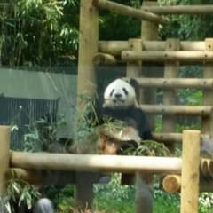 ヴェル様専用ですのサムネイル