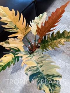 M141Philodendron フィロデンドロン カラメルマーブル 斑入り - メルカリ