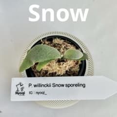 メルカリ便】P. Willinckii Snow(spore) 【70】 - メルカリ