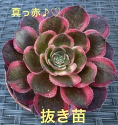アエオニウム 黒魔錦①⭐️お買い得 - メルカリ