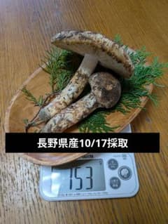 【10/17採取】 松茸 長野県産 南信州産のサムネイル