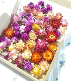 ドライフラワー 花材 詰め合わせ 千日紅 ヘリクリサムのサムネイル