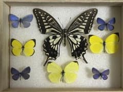 蝶 標本 インテリアのサムネイル
